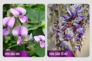 Chuyên gia hướng dẫn cách phân biệt Sâm tố nữ với cây Đậu ma Chuyên gia hướng dẫn cách phân biệt Sâm tố nữ với cây Đậu ma